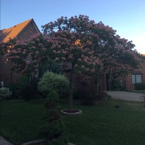 Meet your Posher, Dalida